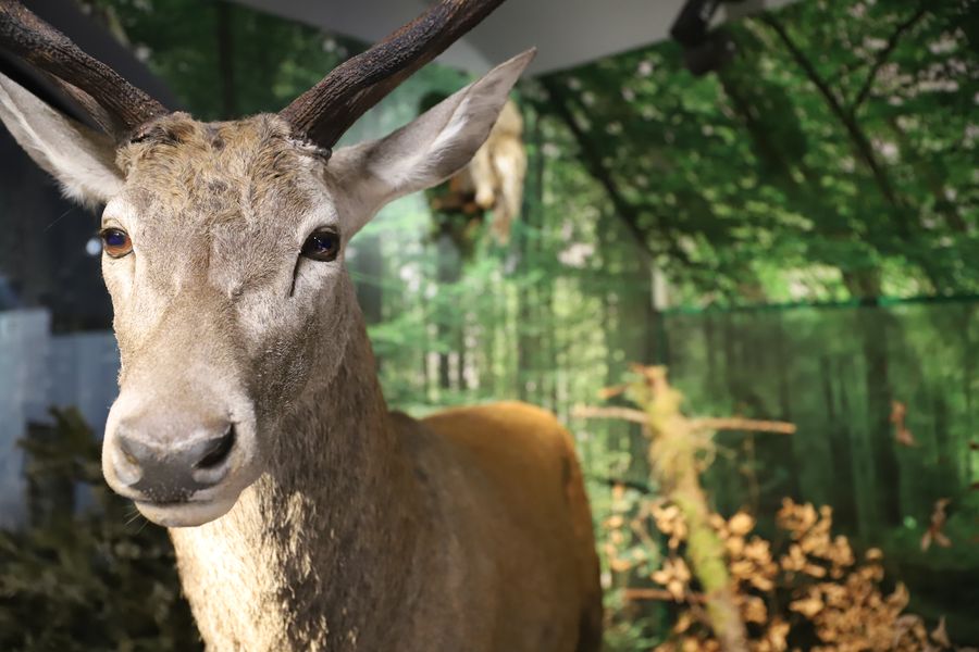 Expozice v Muzeu Trojmezí. Zdroj foto: Muzeum Těšínska