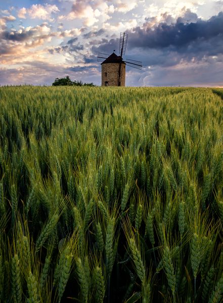Smolků Větřák se vrátil v čase v podobě repliky větrného mlýna v Jalubí. Zdroj: Shutterstock.com/Martin Peterka