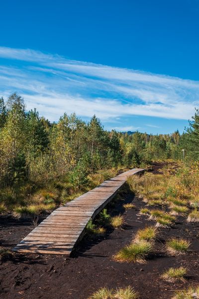 Naučná stezka Soumarské rašeliniště, Šumava. Zdroj: Shutterstock.com