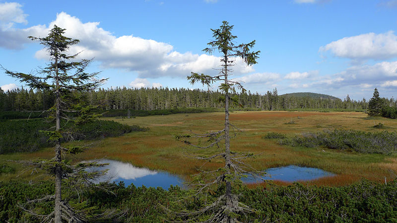 Černohorské rašeliniště v Krkonoších. Autor: Petr Vilgus, licence CC BY-SA 3.0. Zdroj: Wikimedia Commons