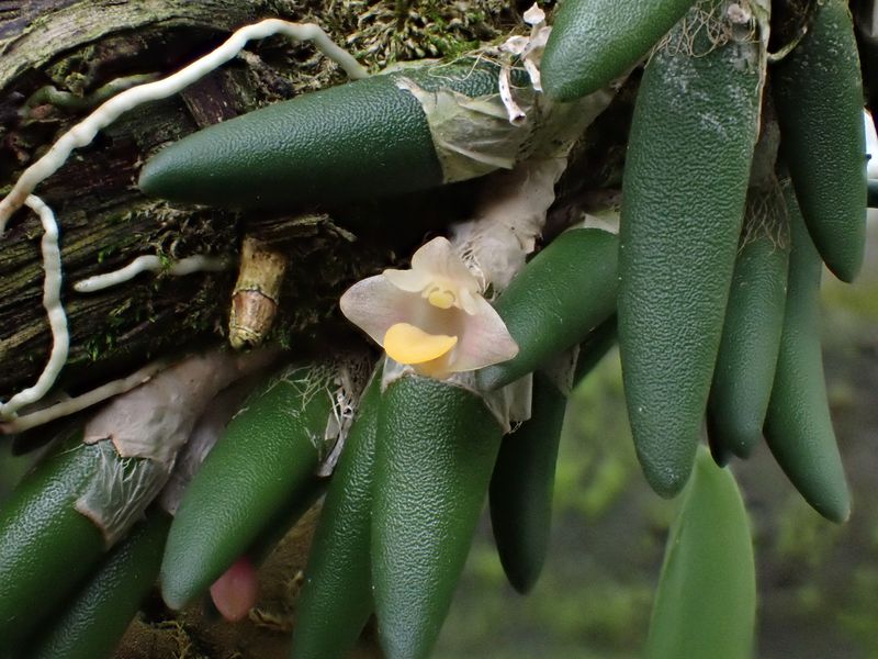 Zdroj foto: Botanická zahrada a arboretum Mendelovy univerzity v Brně 