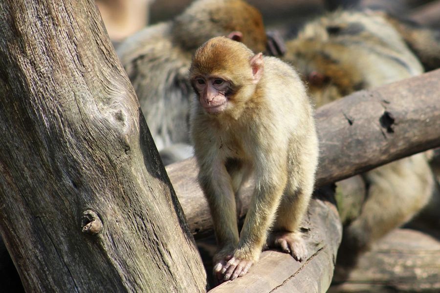 Zoopark Chomutov. Zdroj: Pixabay.com/alenat