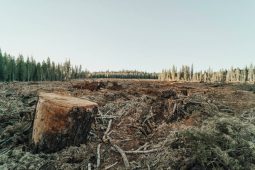 Odklad nařízení proti odlesňování. České firmy i regiony získaly rok navíc