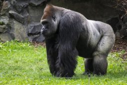 Starý mobil místo dětské vstupenky do ZOO Praha