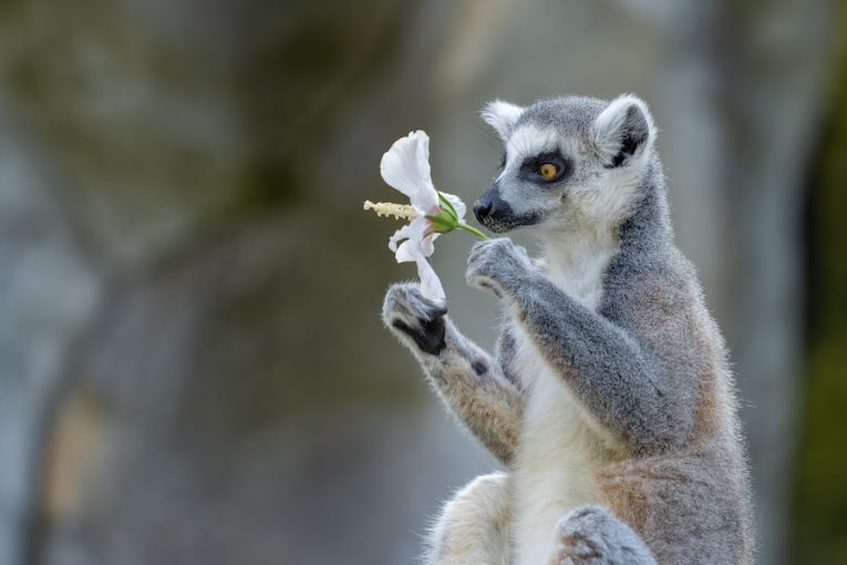 Lemur