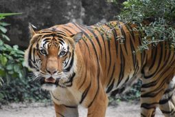 Tygři v přírodě: Liberecká zoo zve na přednášku o pruhovaných vládcích