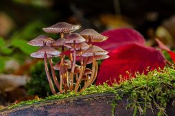 Výstava hub se vrací do botanické zahrady. Poradí i mykologové
