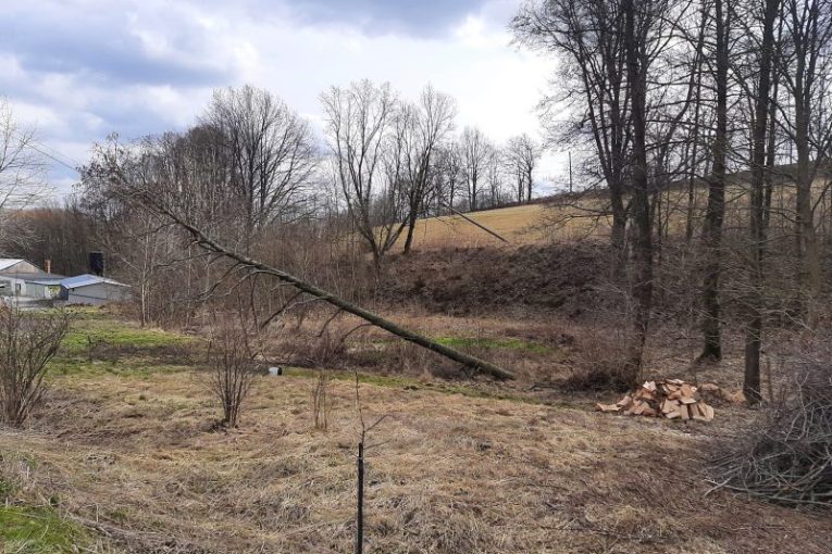 Pokácený strom